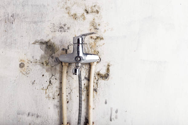 Best Same-Day Mold Removal  in Mendota, IL