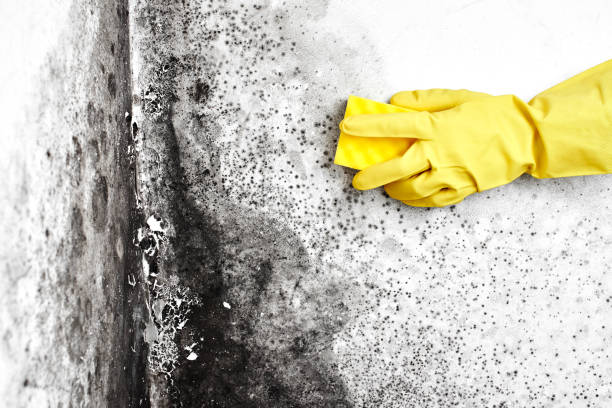 Mold Removal and Inspection in Mendota, IL