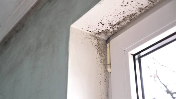 Trusted Mendota, IL Mold Removal Experts