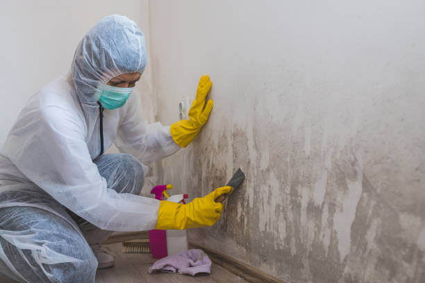 Best Commercial Mold Removal  in Mendota, IL