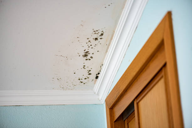 Best Emergency Mold Removal  in Mendota, IL
