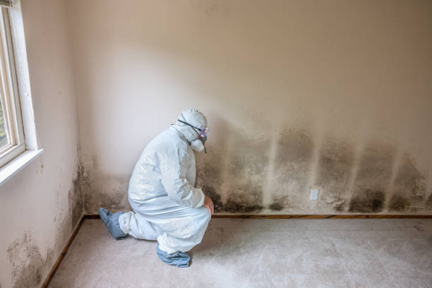 Best Crawl Space Mold Removal  in Mendota, IL