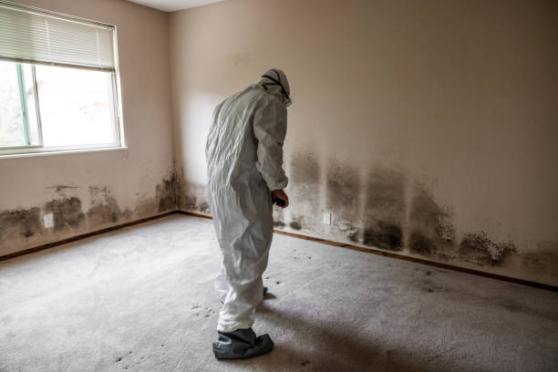Best Attic Mold Removal  in Mendota, IL