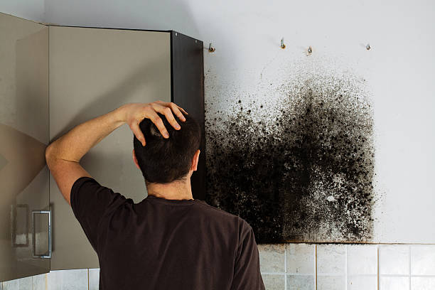 Best Mold Remediation  in Mendota, IL