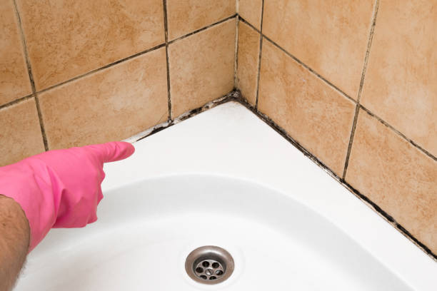 Best Mold Testing  in Mendota, IL